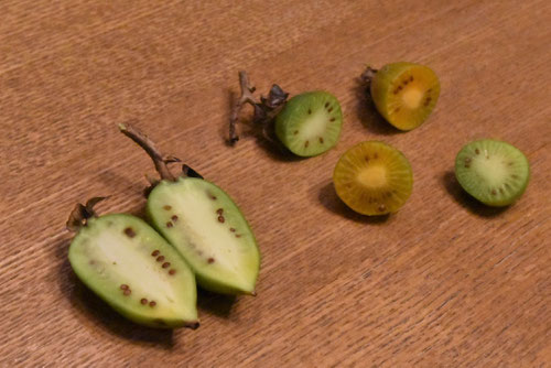 木天蓼の果実,画像,マタタビの木の実