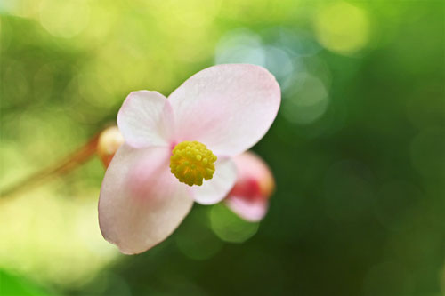 雄花,雌花,しゅうかいどう
