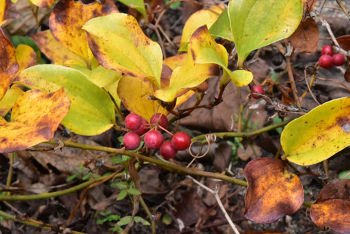 サルトリイバラ,さるとりいばら,紅葉,実
