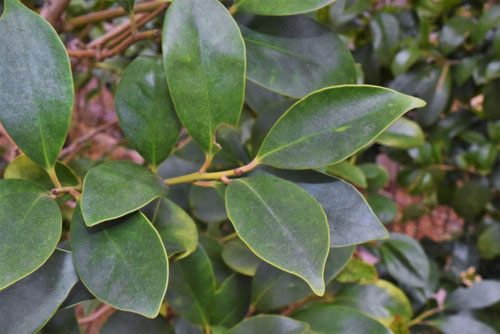 クロガネモチとモチノキの違い