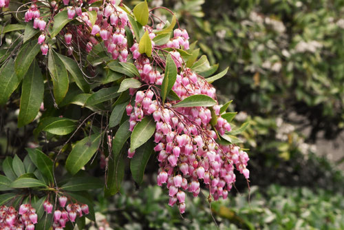 3月に咲くピンクの花
