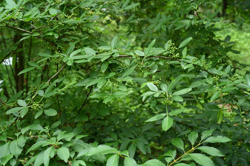 ふゆざんしょう,冬山椒の木