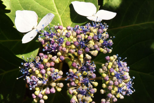 アマチャ,あまちゃの花