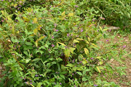 なんてんはぎ,ナンテンハギ,南天萩