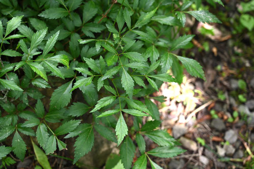 アワモリショウマ,植物,あわもりしょうま