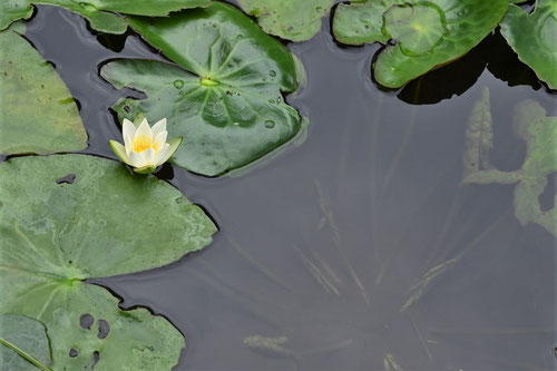 Pygmy water lily,flower