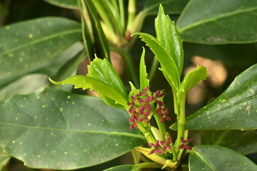 アオキ,植物,青木,あおき,Japanese Aucuba