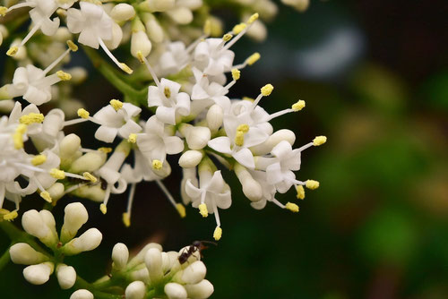 flower of Japanese privet