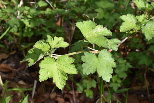 ヤブサンザシ（藪山査子） - 庭木図鑑 植木ペディア