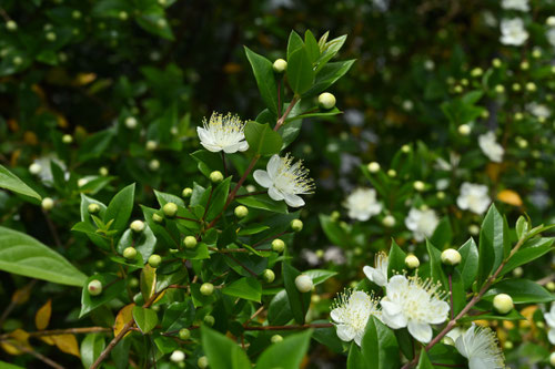 Flowering trees in August in May in Japan