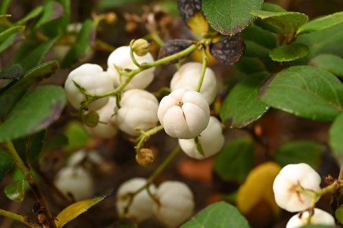 fruits