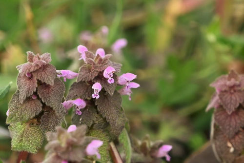 花の蜜が据えるピンクの雑草