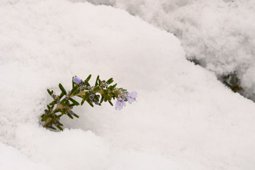 雪や寒さに強い木
