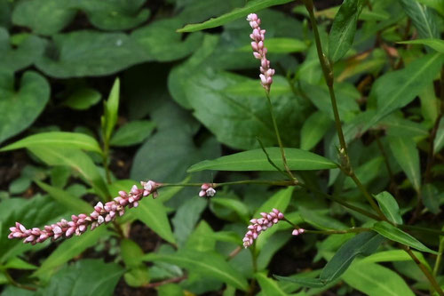 あかまんま,花