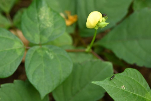 黄色い花が咲く雑草