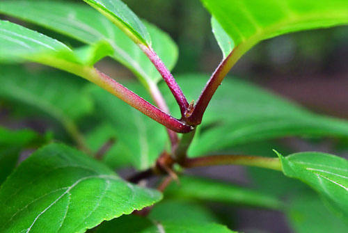 panicled hydrangea,picture,flower