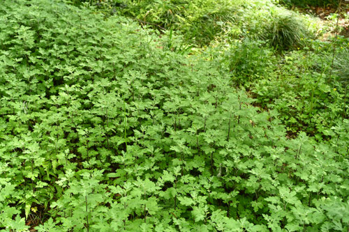のじぎく,ノジギク,野路菊