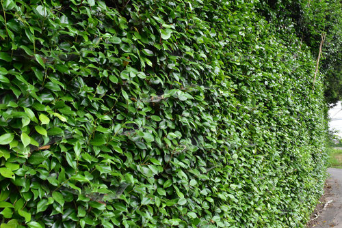 ヤブツバキ,やぶつばき,椿,垣根,害虫