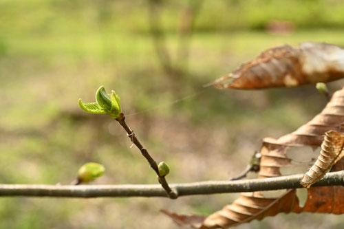 栗の木,新芽,くり