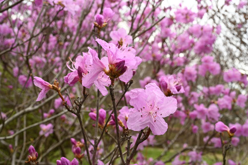 ゲンカイツツジ,げんかいつつじ,花