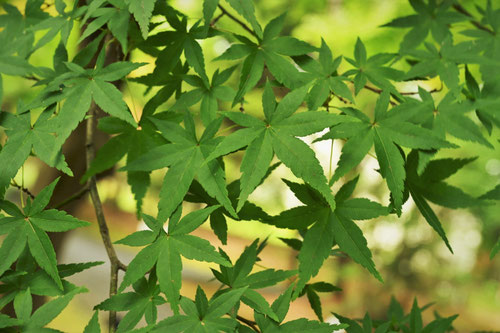 イロハモミジとは,Japanese maple