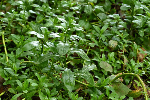 ミズキンバイ,植物