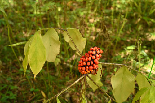関東蝮草,まむしぐさ,実