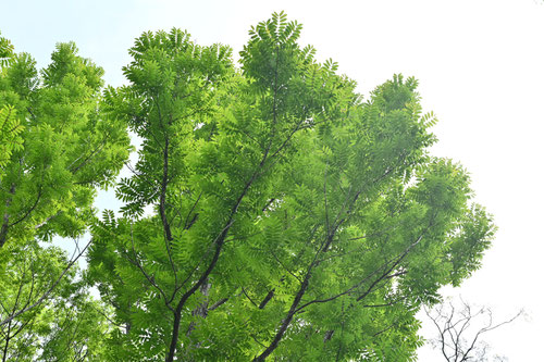 ちゃんちん,植物,チャンチン