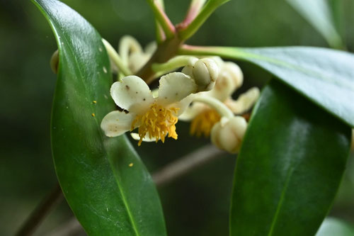 もっこく,木斛の花,時期,モッコク