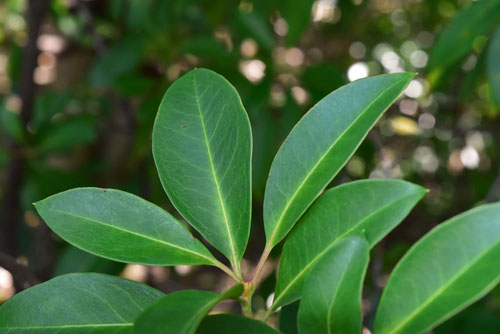 カルミアの木の特徴,Calico bush