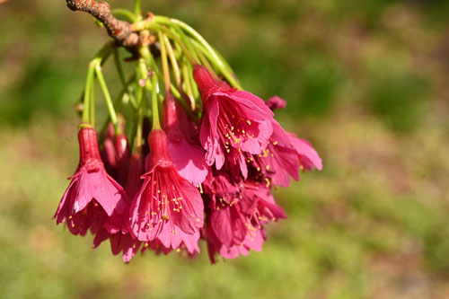 寒緋桜の木,カンヒザクラ,ヒガンザクラ,かんひざくら