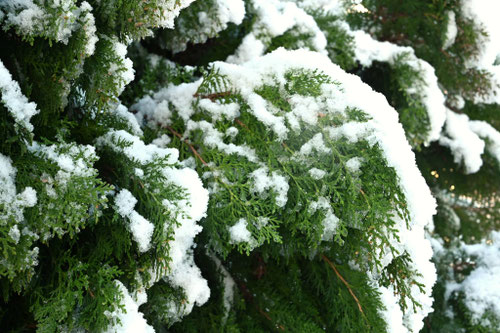 コノテガシワの木,降雪