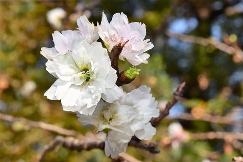 コブクザクラ,花,特徴,コブクザクラ