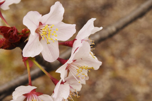おおやまざくら,花