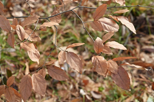 peppercorn laurel,picture