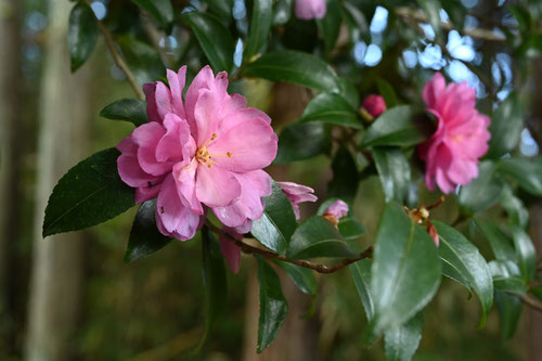 １２月に咲くピンクの花,木
