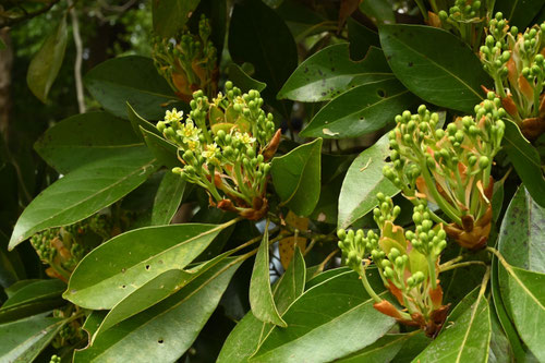 タブノキ,椨の木,開花時期,たぶのき