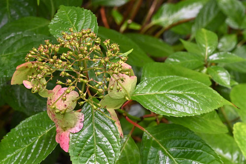 コガク,植木,やまあじさい,山紫陽花