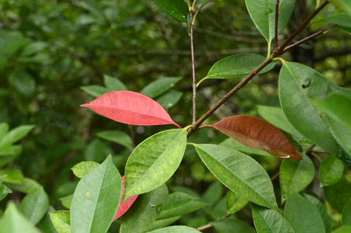 カナメモチ,レッドロビン,かなめもちの剪定