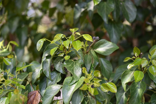 Japanese ivy