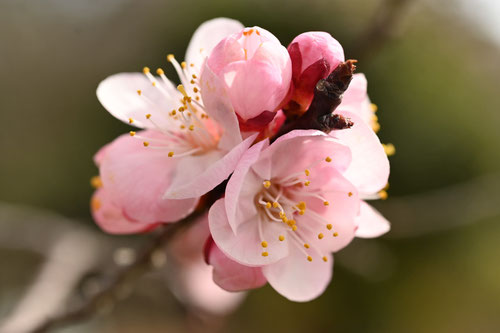 あんず,梅に似ている花,木,アプリコット