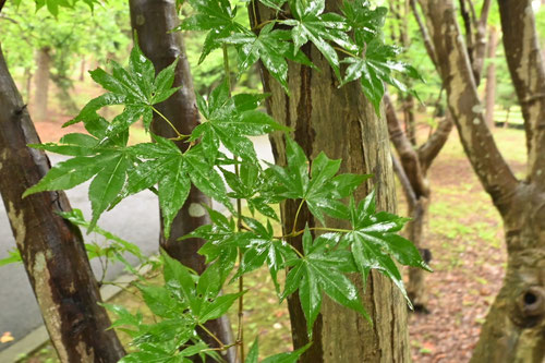 ぎんようかえで,特徴