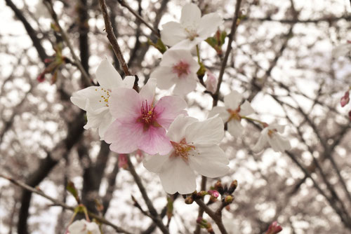 マメザクラの花,まめざくら,豆桜,植物