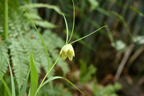 バイモ,ばいも,植物