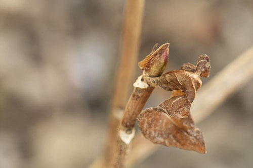 がくあじさい,植物,ガクアジサイ