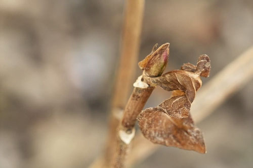 ガクアジサイ,がくあじさい,植物
