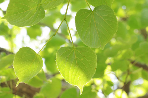 ボダイジュ,ぼだいじゅ,樹木,菩提樹