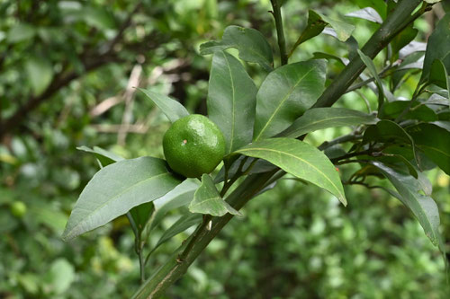 Japanese Kisyu Orange