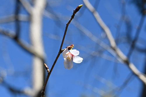 武甲豆桜,ぶこうまめざくら
