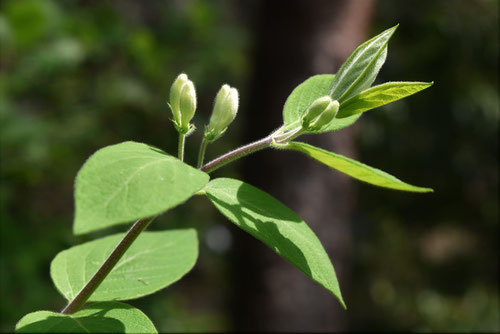 ひょうたんぼく,花,キンギンボク